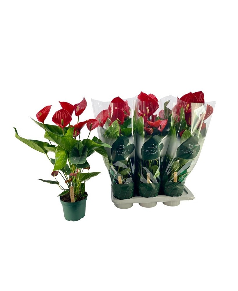 Anthurium planta interior flores rojas blancas rosas fácil cuidado Endanea Garden

