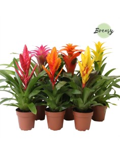 Bromelia Mix | Plantas exóticas y coloridas para interiores y exteriores

