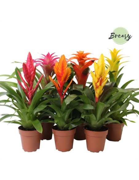 Bromelia Mix | Plantas exóticas y coloridas para interiores y exteriores

