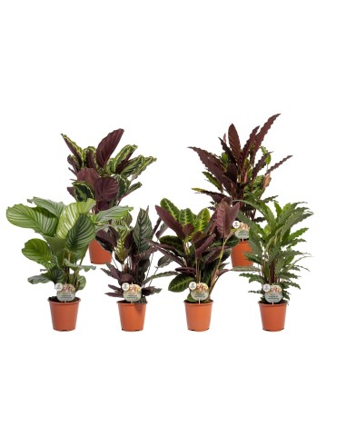Calathea Mix planta de interior tropical | Follaje vibrante y purificador de aire

