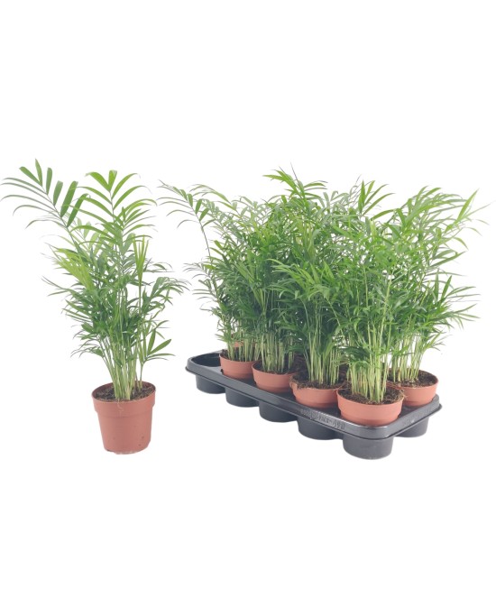 CHAMAEDOREA ELEGANS
