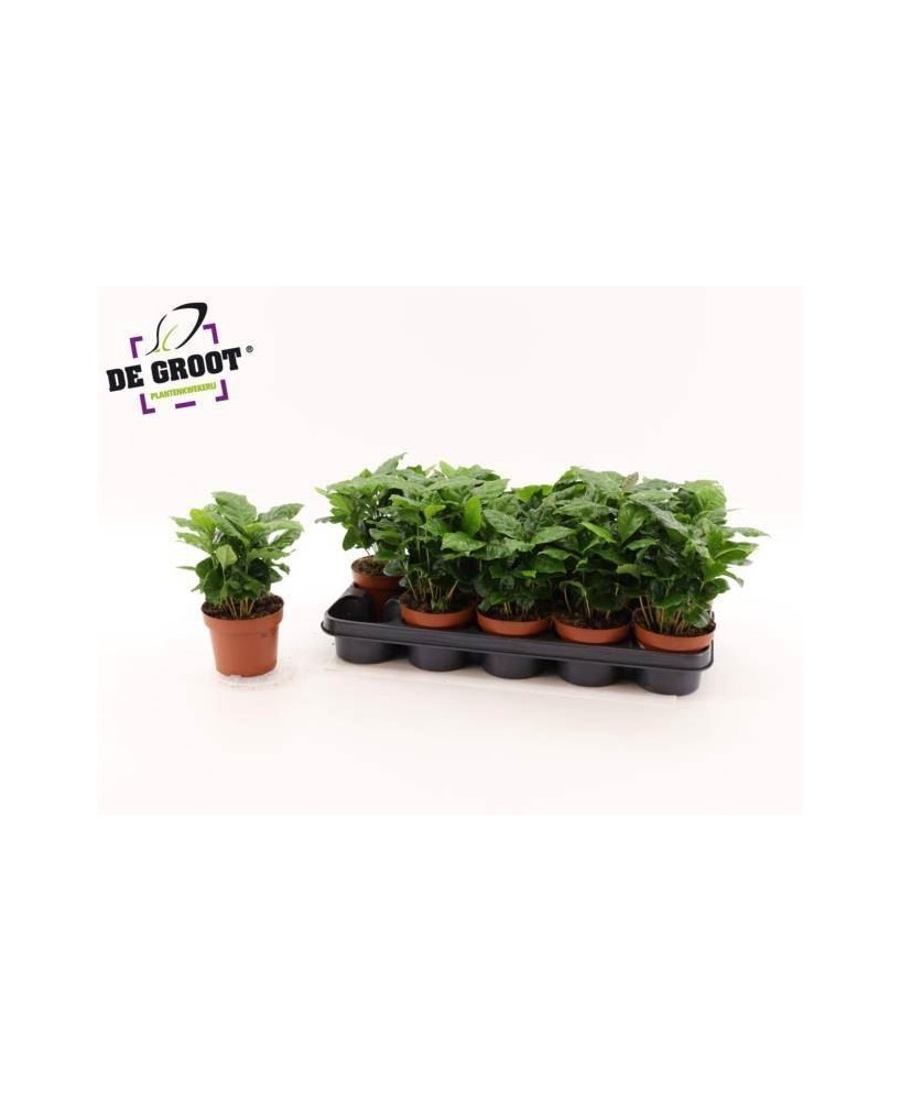 Coffea Arabica  Planta del Café para Interior | Fácil Cuidado y Decorativa

