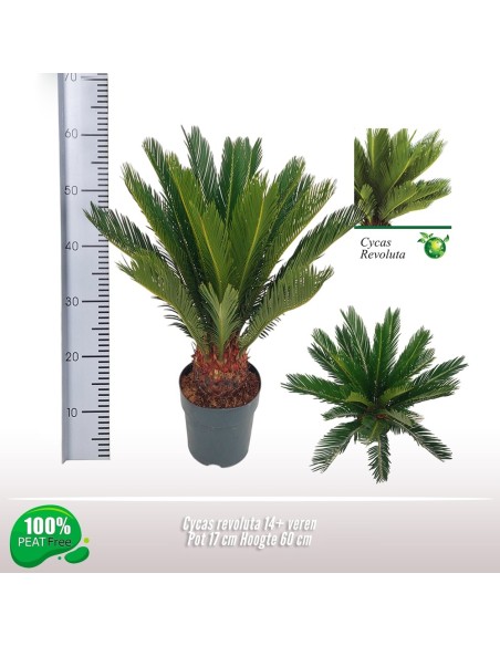Cycas Revoluta Palma de Sagú  Planta Ornamental Resistente para Jardín e Interior

