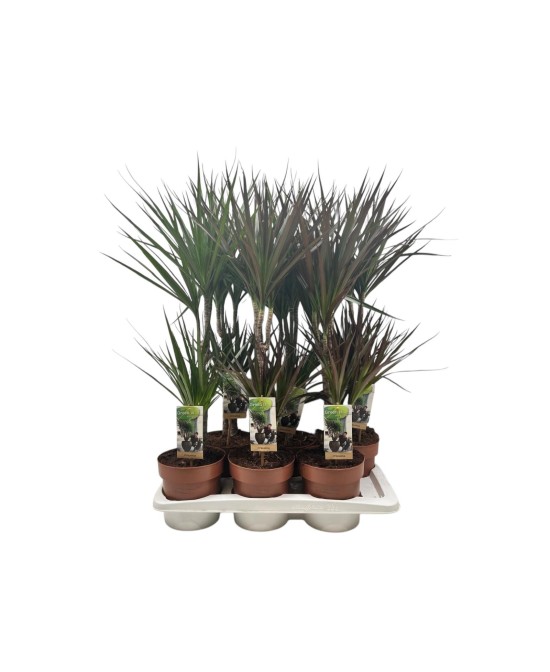 Dracaena Mix - Plantas Decorativas de Interior Fáciles de Cuidar | Endanea Garden

