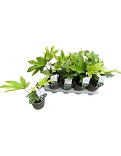 Fatsia Japonica - Planta de Interior con Grandes Hojas y Fácil Mantenimiento

