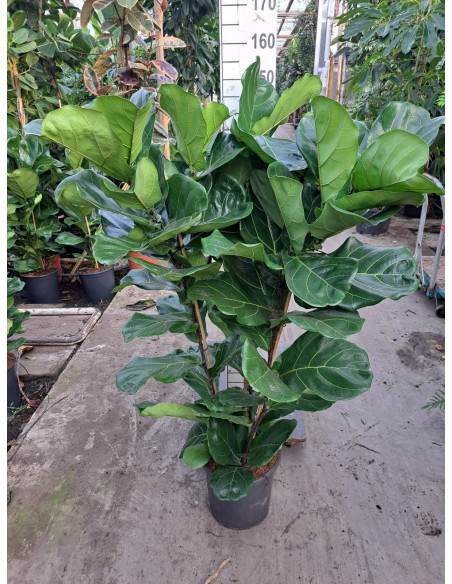 FICUS LYRATA M17