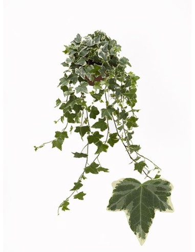 Hedera Helix Variegated M8,5  Hiedra Trepadora Variegada para Interior y Exterior

