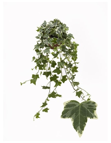 Hedera Helix Variegated M8,5  Hiedra Trepadora Variegada para Interior y Exterior

