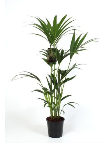 Howea Forsteriana Palma Kentia elegante y fácil de cuidar para interiores y exteriores

