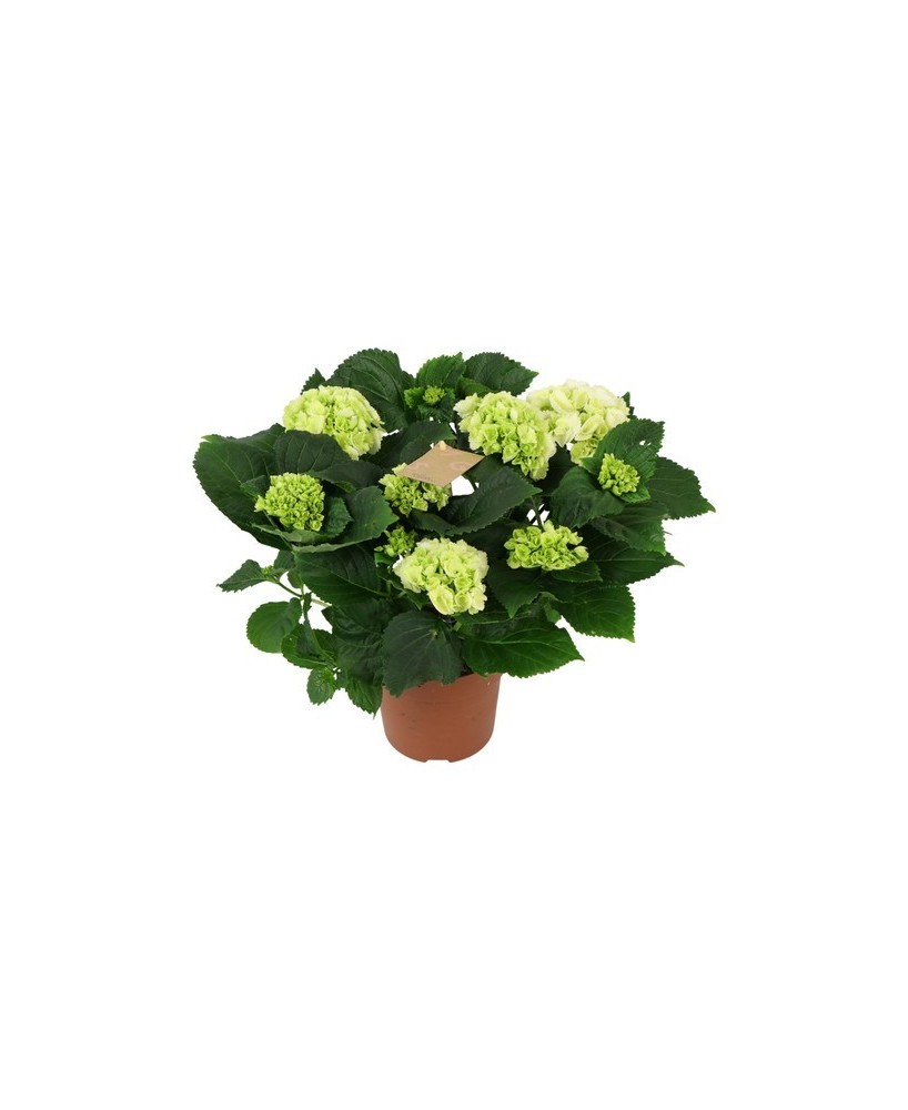 Hydrangea Macrophylla - Hortensia de Flores Vibrantes para Jardín e Interior | Endanea Garden

