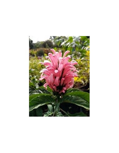 Jacobina (Justicia carnea) Planta Perenne de Interior y Exterior | Endanea Garden

