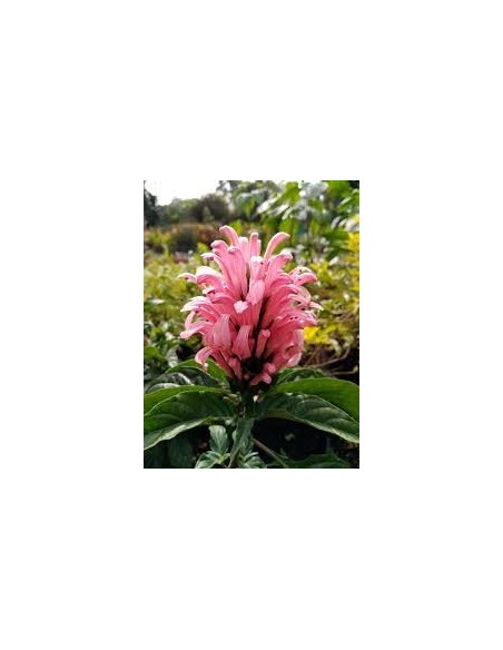 Jacobina (Justicia carnea) Planta Perenne de Interior y Exterior | Endanea Garden

