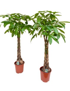 Pachira Aquatica o Árbol del Dinero  Planta Tropical de Interior con Estilo Feng Shui | Endanea Garden

