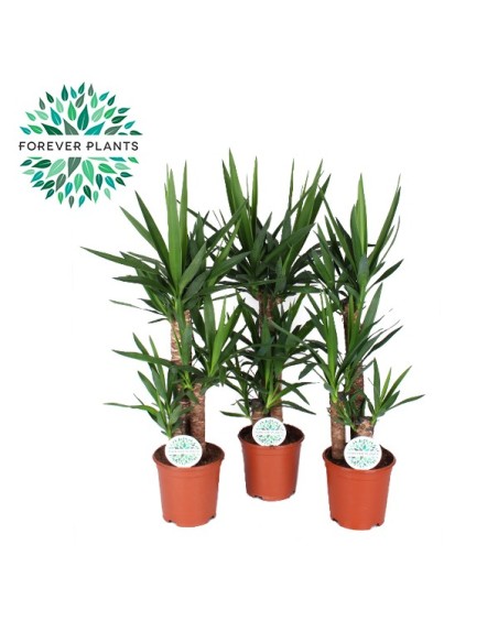 Comprar Yuca Fresca de Alta Calidad | Raíz Natural y Versátil | Endanea Garden

