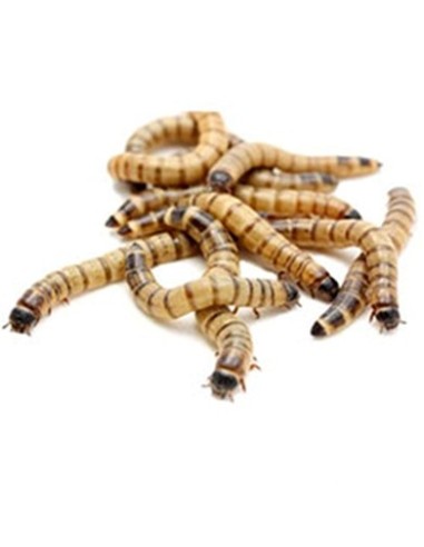 TARRINA DE ZOPHOBA 50GR.