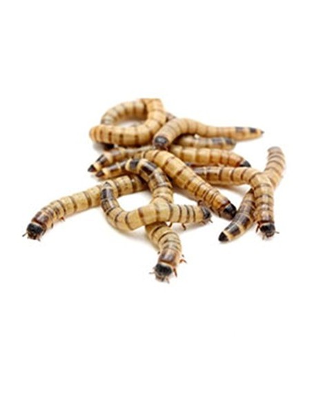 TARRINA DE ZOPHOBA 50GR.