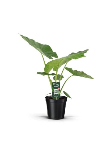 Alocasia Macrorrhiza M19 planta ornamental tropical hojas grandes y fácil cuidado