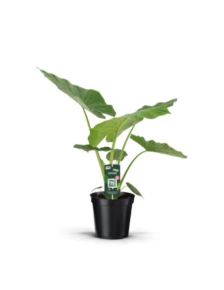 Alocasia Macrorrhiza M19 planta ornamental tropical hojas grandes y fácil cuidado