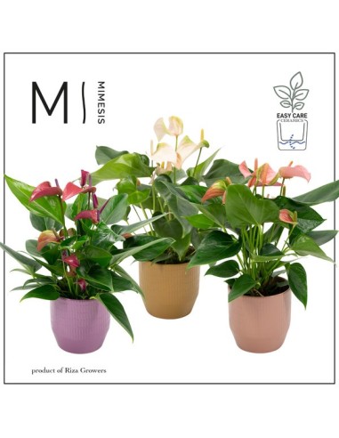 ANTHURIUM+CERAMIC