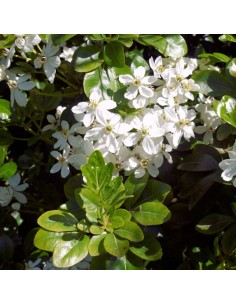 CHOISYA TEM WALERTON´S MOONSHINE