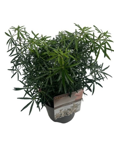 CHOISYA WHITE DAZLER