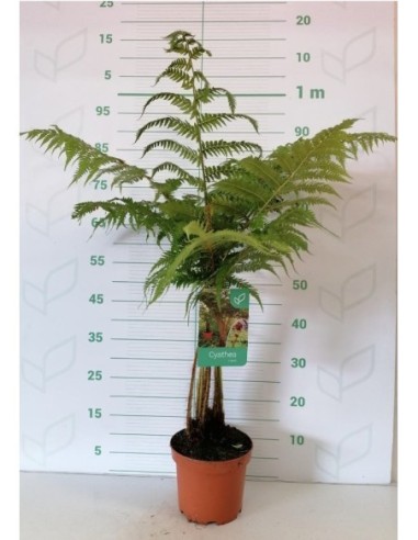 CYATHEA