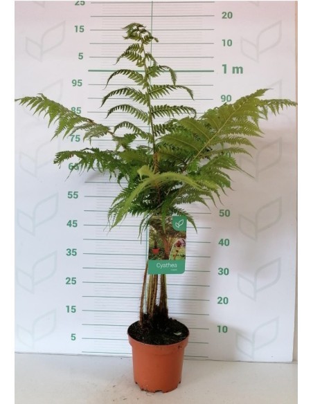 CYATHEA