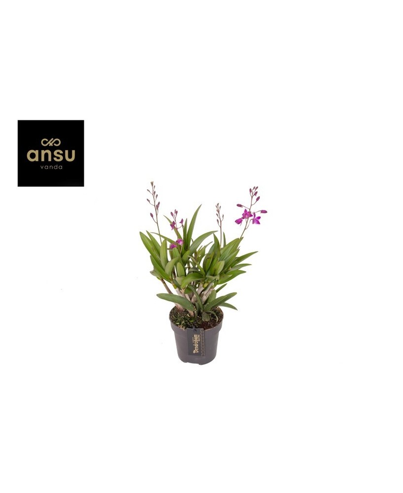 DENDROBIUM BERRY ODA