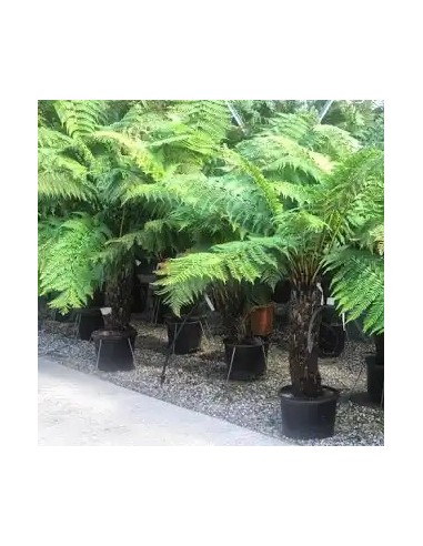 DICKSONIA ANTARCTICA