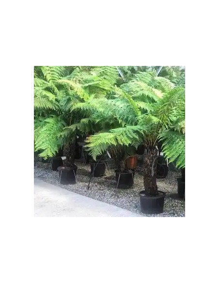 DICKSONIA ANTARCTICA