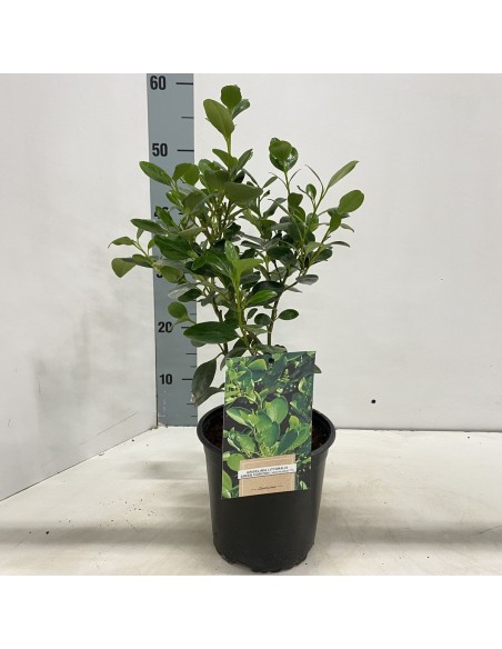 GRISELINIA LITT GREEN HORIZON M17