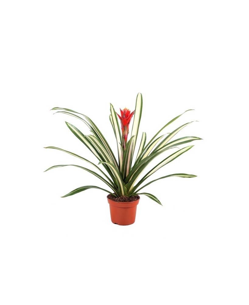 GUZMANIA