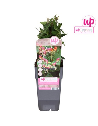 LONICERA HENRY COPPER BEAUTY