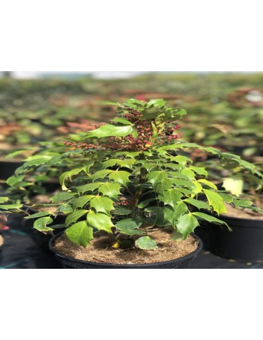 MAHONIA NIT CABARET