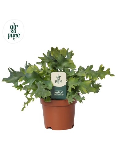 PHLEBODIUM AUR DAVANA AIR SO PURE