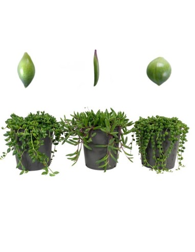 Senecio Herreianus planta suculenta colgante Planta Rosario String of Watermelons fácil cuidado

