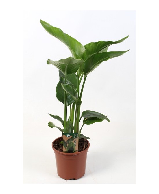 STRELITZIA NICOLAI 3PP