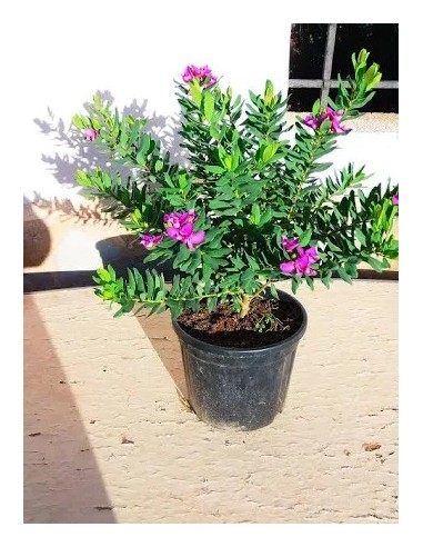 POLYGALA 5L