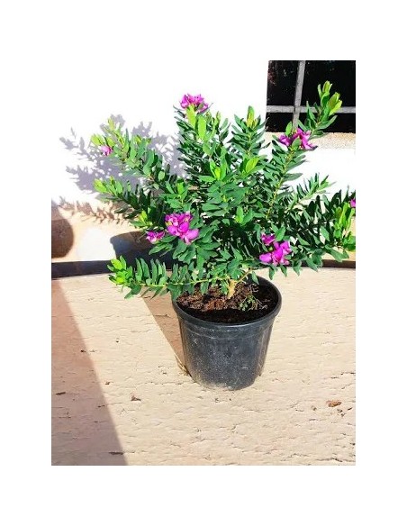 POLYGALA 5L