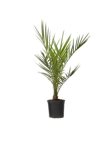 PHOENIX CANARIENSIS 5L