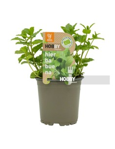 Hierbabuena Pack 1 ECO  Planta Ecológica de Cultivo Rápido y Aroma Fresco | Endanea Garden

