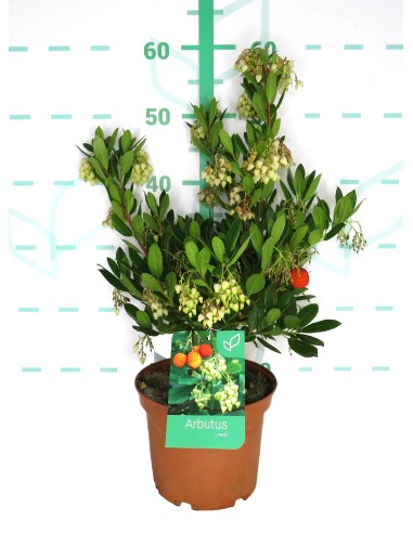 ARBUTUS UNEDO  3L