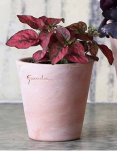 Maceta Pequeña Alta 10.5x10 cm para Suculentas y Plantas | Resistente y Elegante - Endanea Garden
