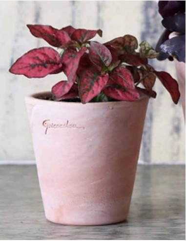 Maceta Pequeña Alta 10.5x10 cm para Suculentas y Plantas | Resistente y Elegante - Endanea Garden

