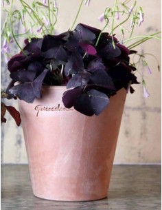 Maceta Pequeña Alta 21x20 cm para Suculentas y Plantas | Resistente y Moderna - Endanea Garden