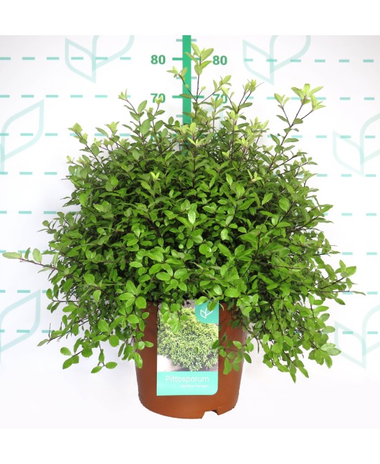 Pittosporum Pompom 10L  Planta ornamental compacta y resistente para setos y terrazas

