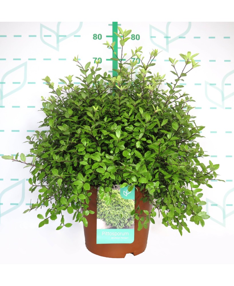 Pittosporum Pompom 10L  Planta ornamental compacta y resistente para setos y terrazas

