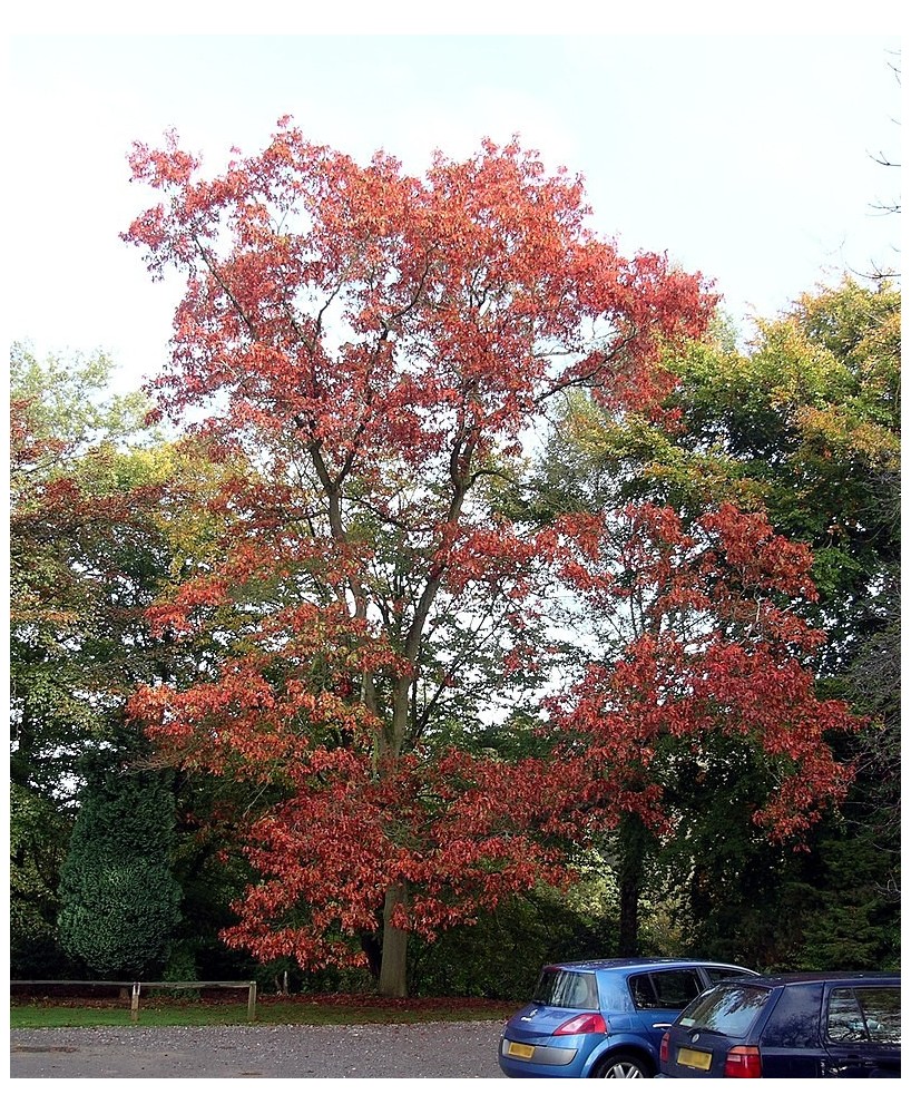 QUERCUS RUBRA 4 L