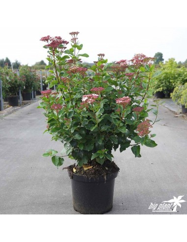 VIBURNUM TINUS LISA ROSE C25 7,5LT