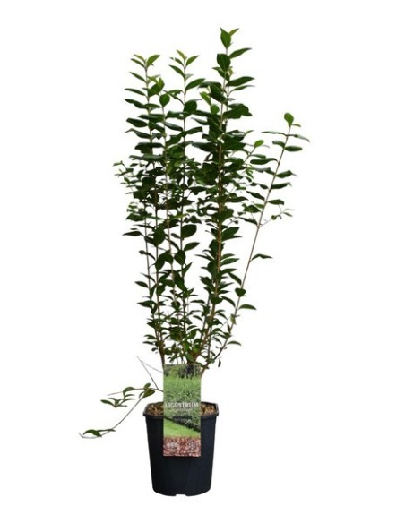 LIGUSTRUM OVALIFOLIUM 2.5 3L